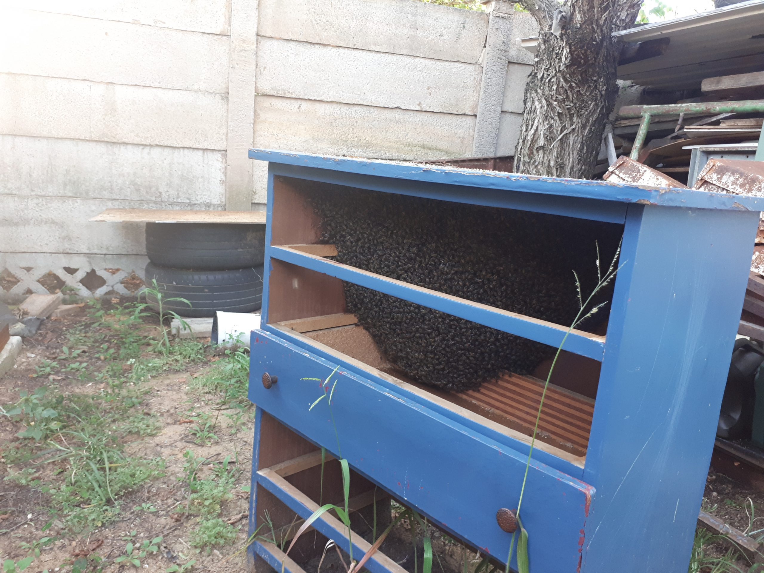 A bee colony being removed and relocated alive