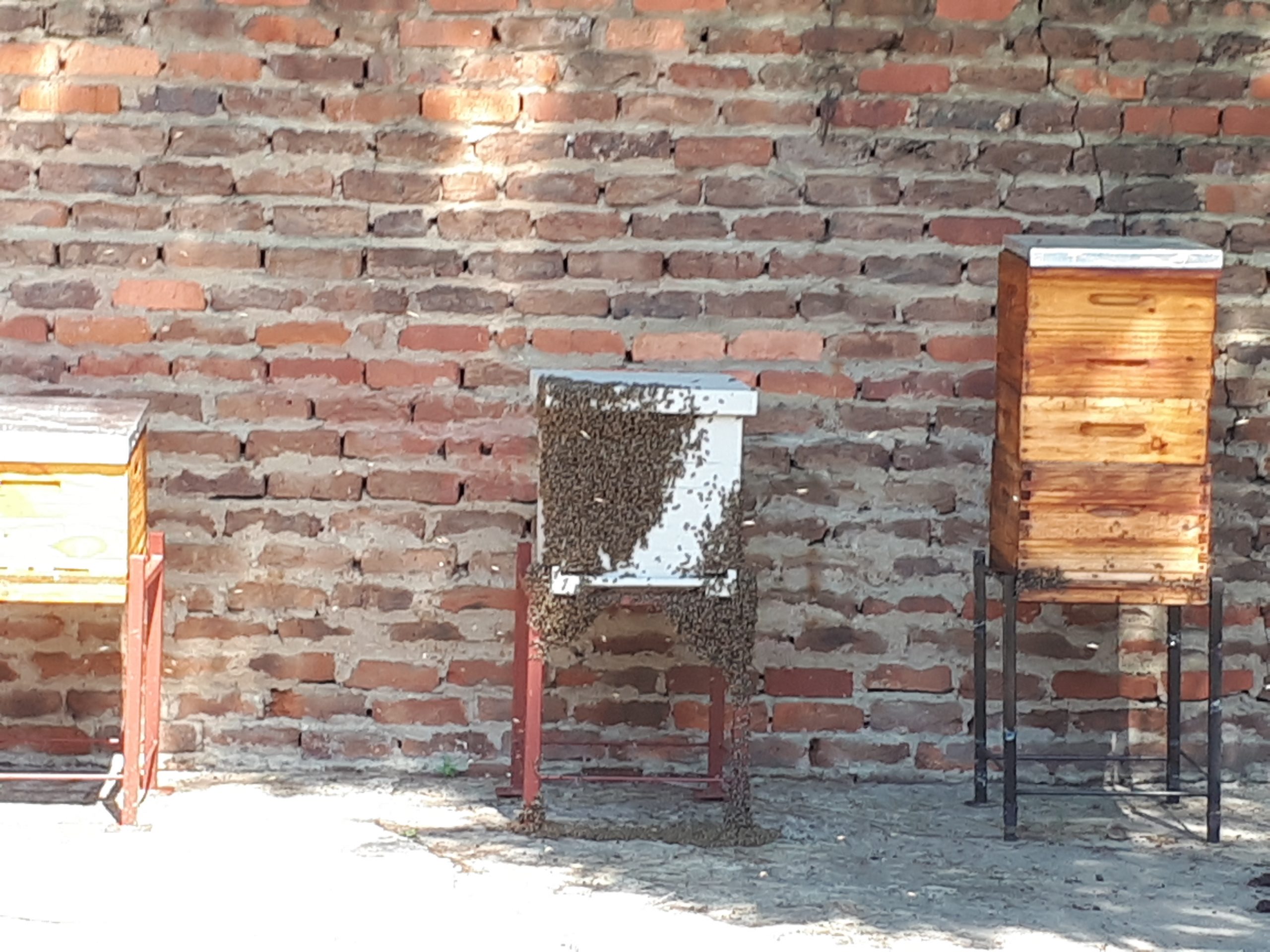 A bee colony being removed and relocated alive