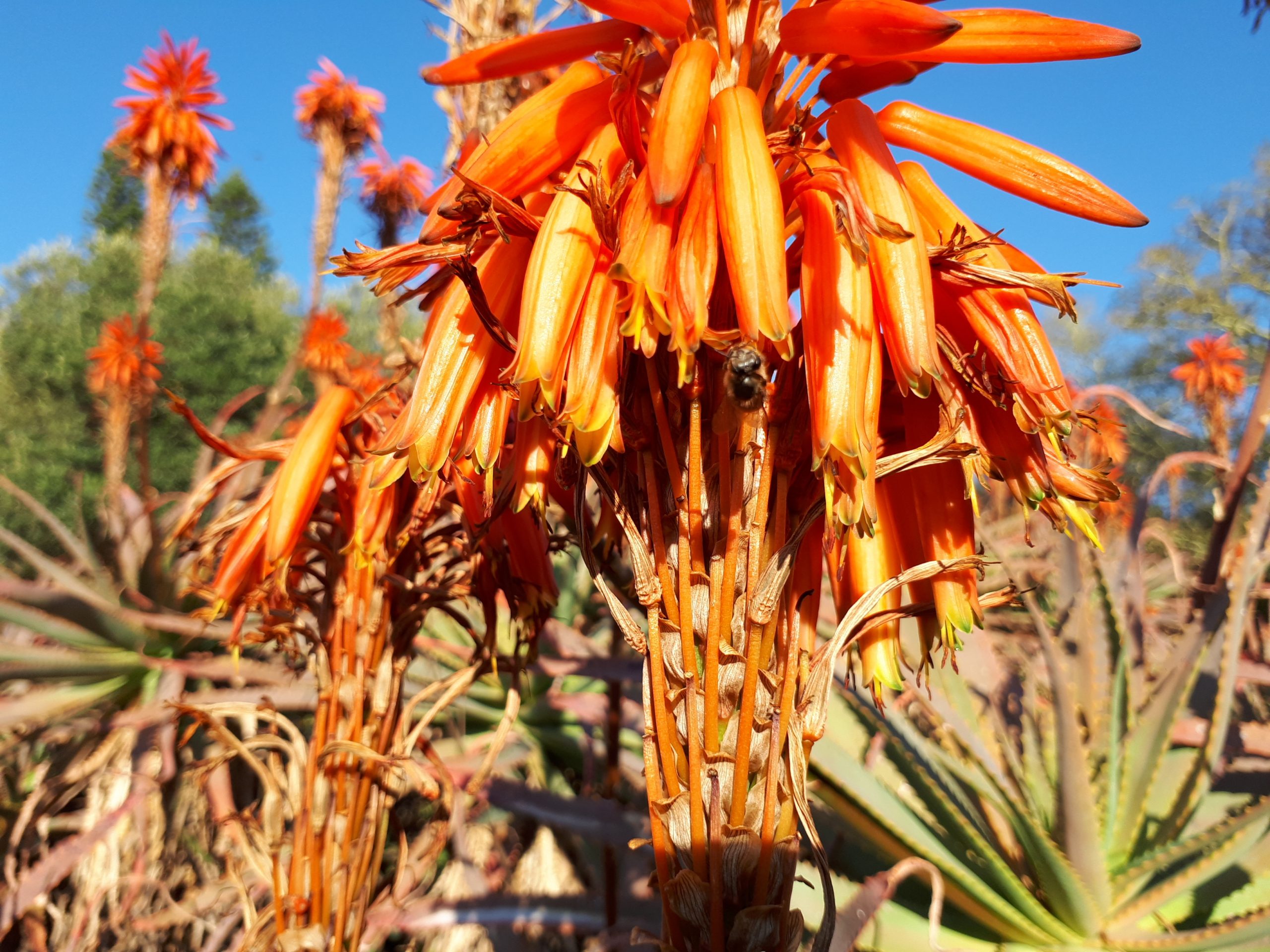 A honey bee on a flowering aloe against a deep blue highveld sky