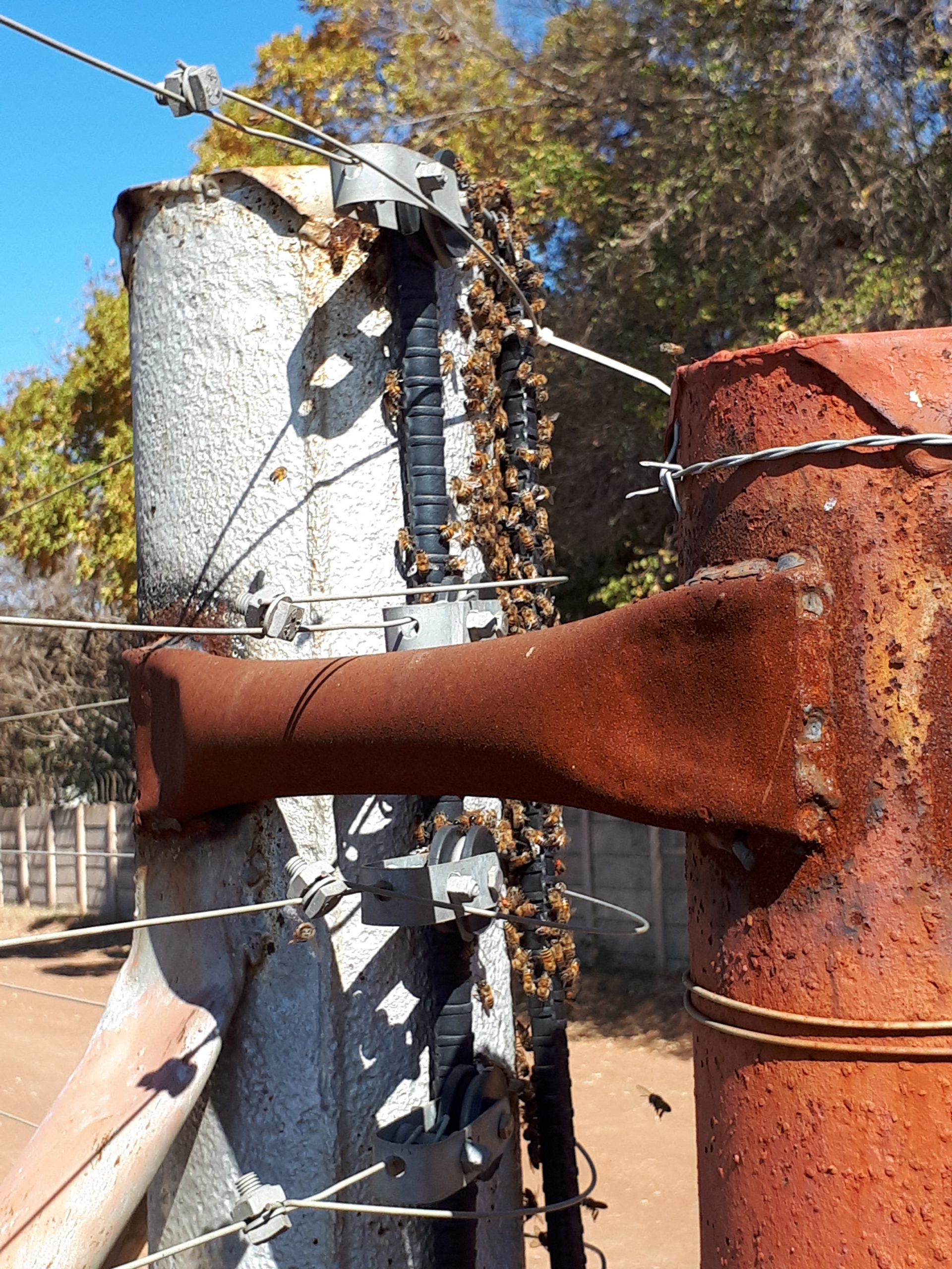 A bee colony being removed and relocated alive
