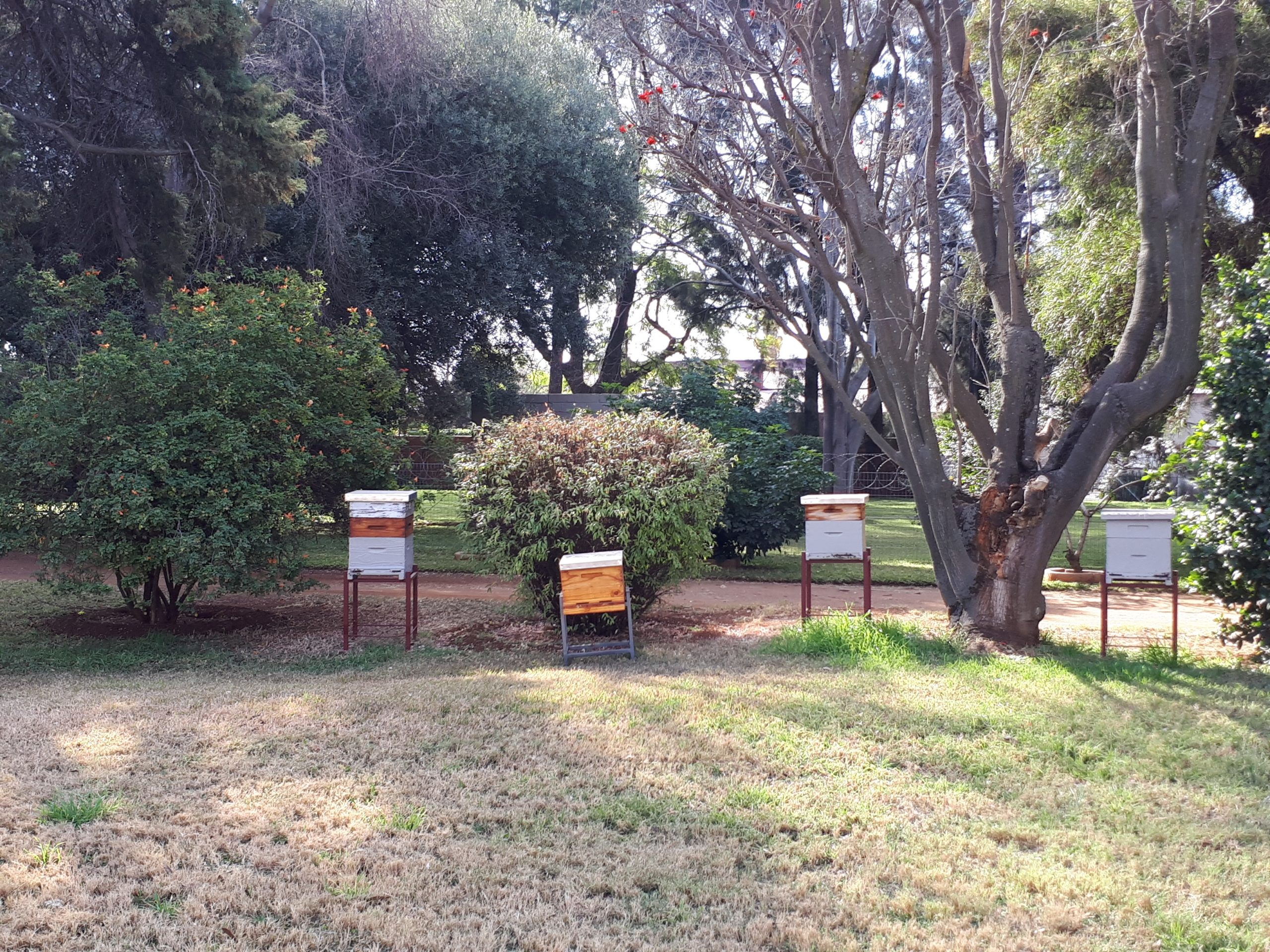 A bee colony being removed and relocated alive