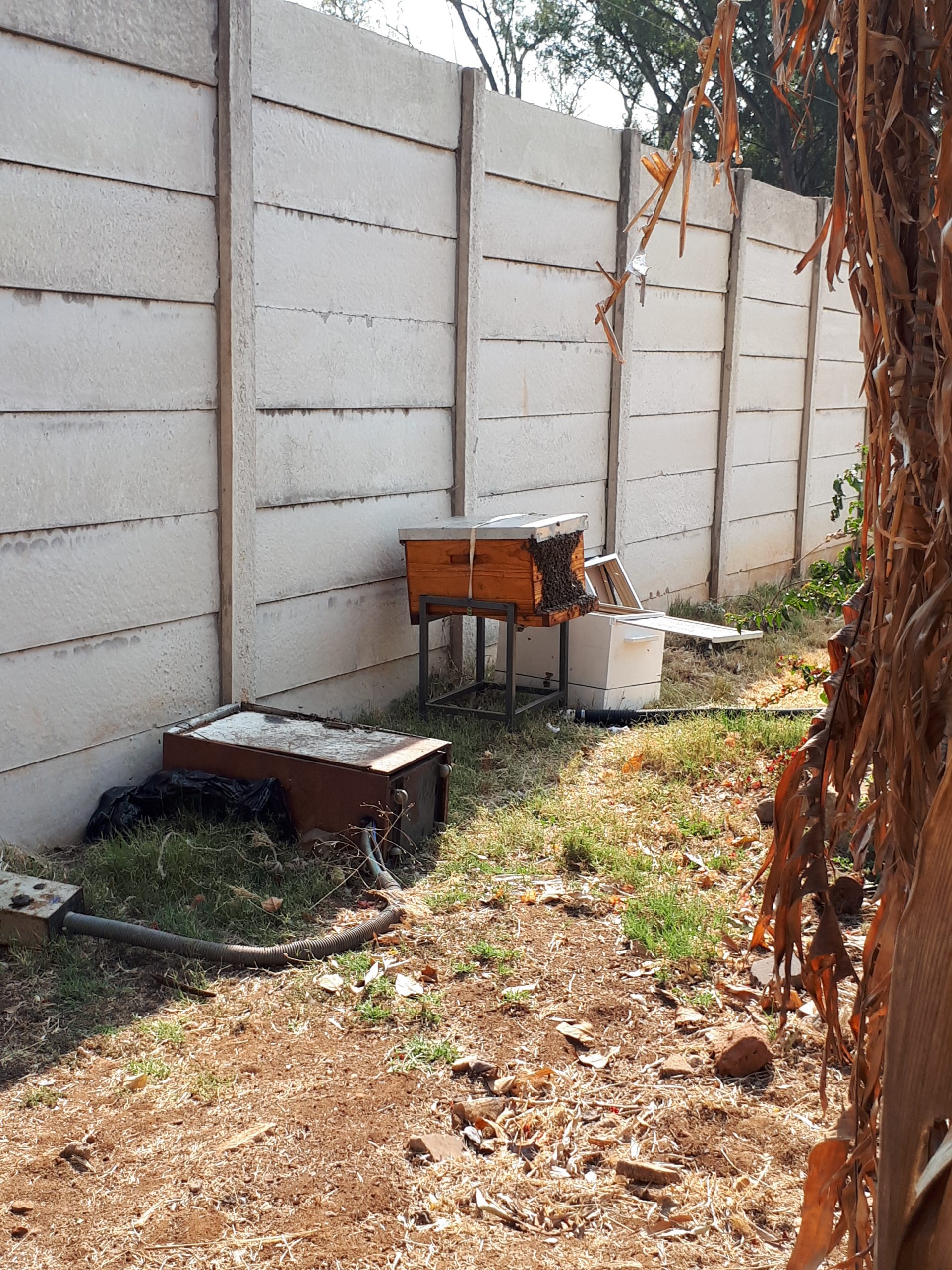A bee colony being removed and relocated alive