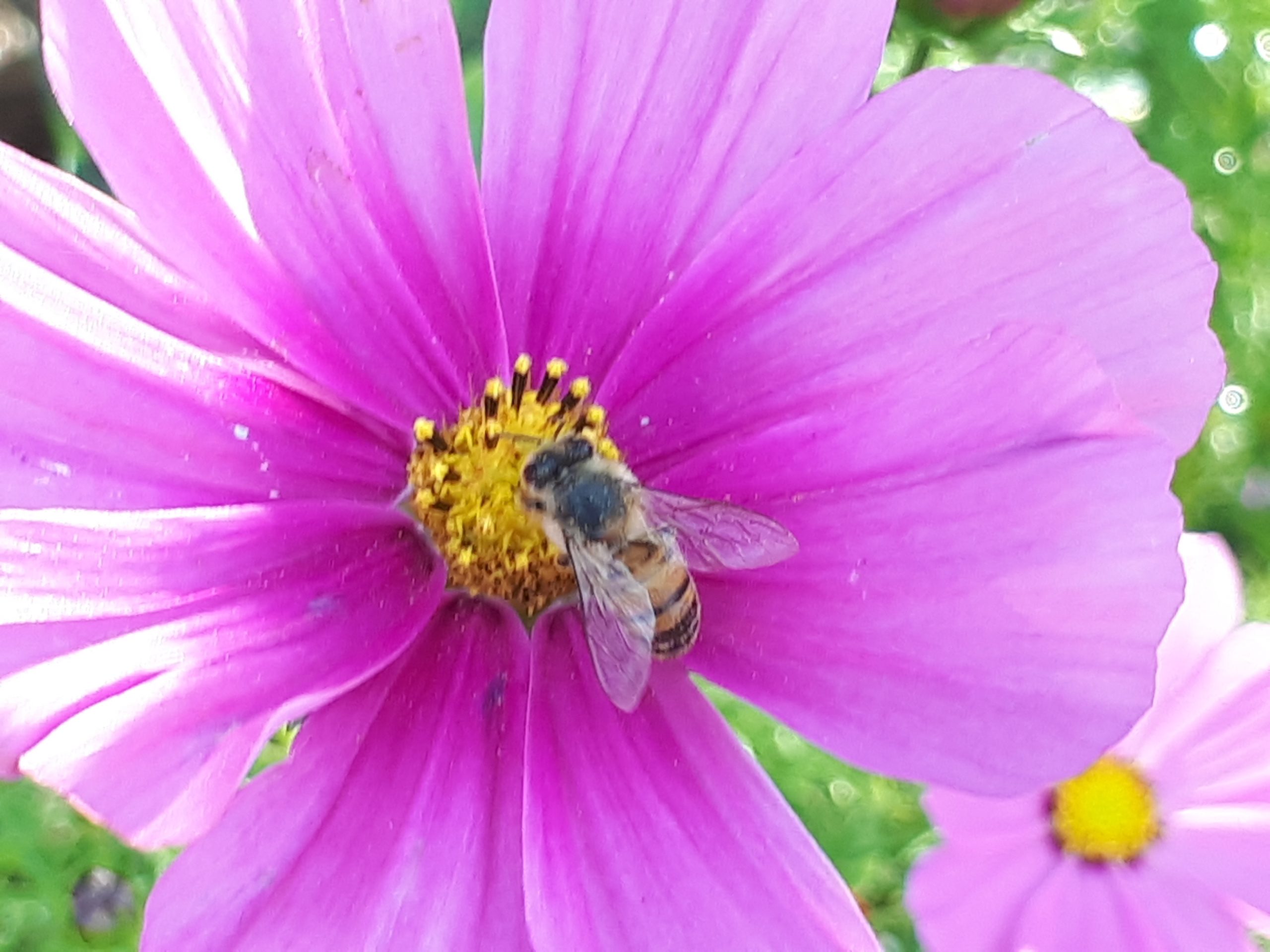 A honey bee working the yellow centre of a pink cosmos flower