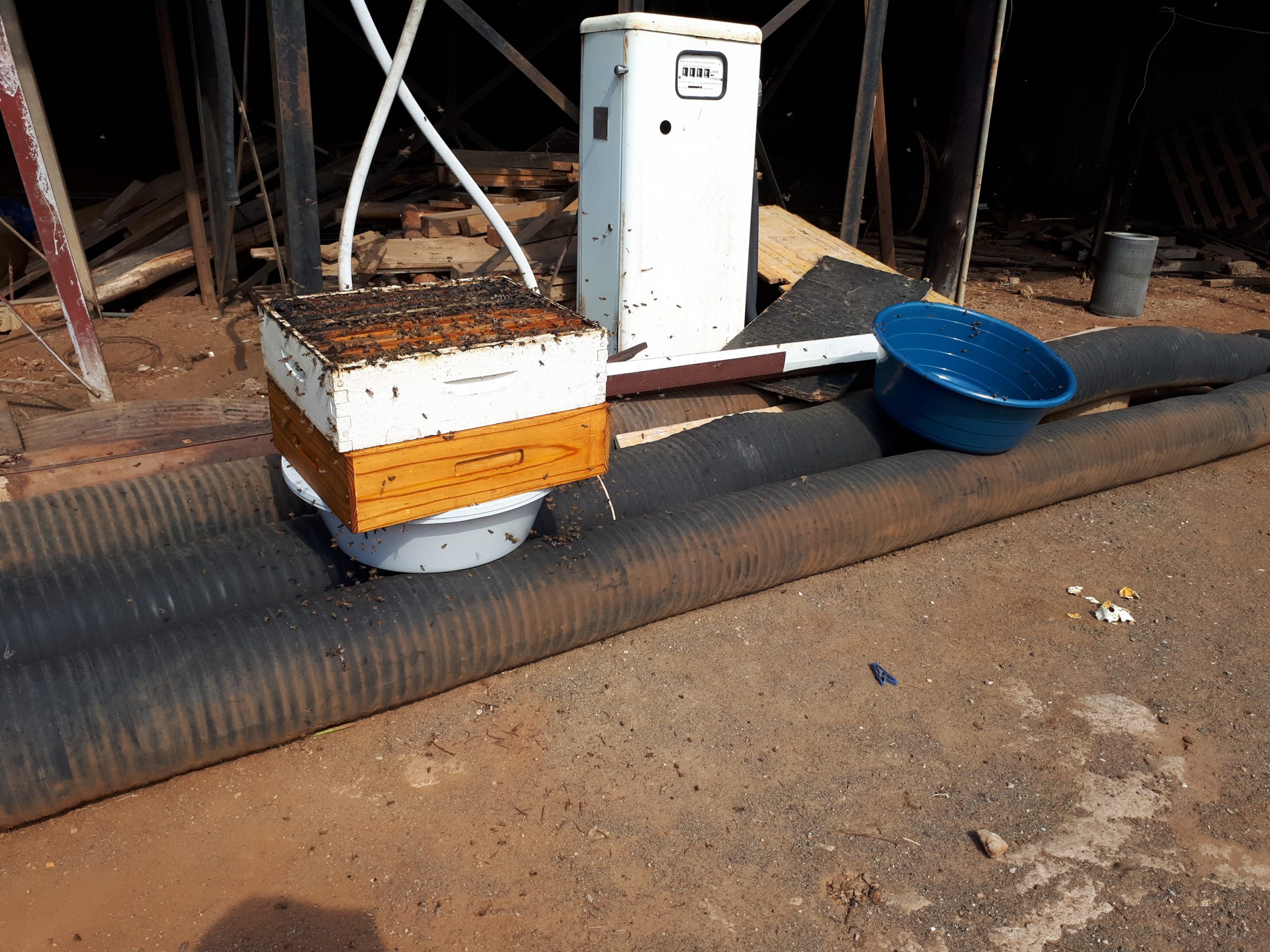 A bee colony being removed and relocated alive