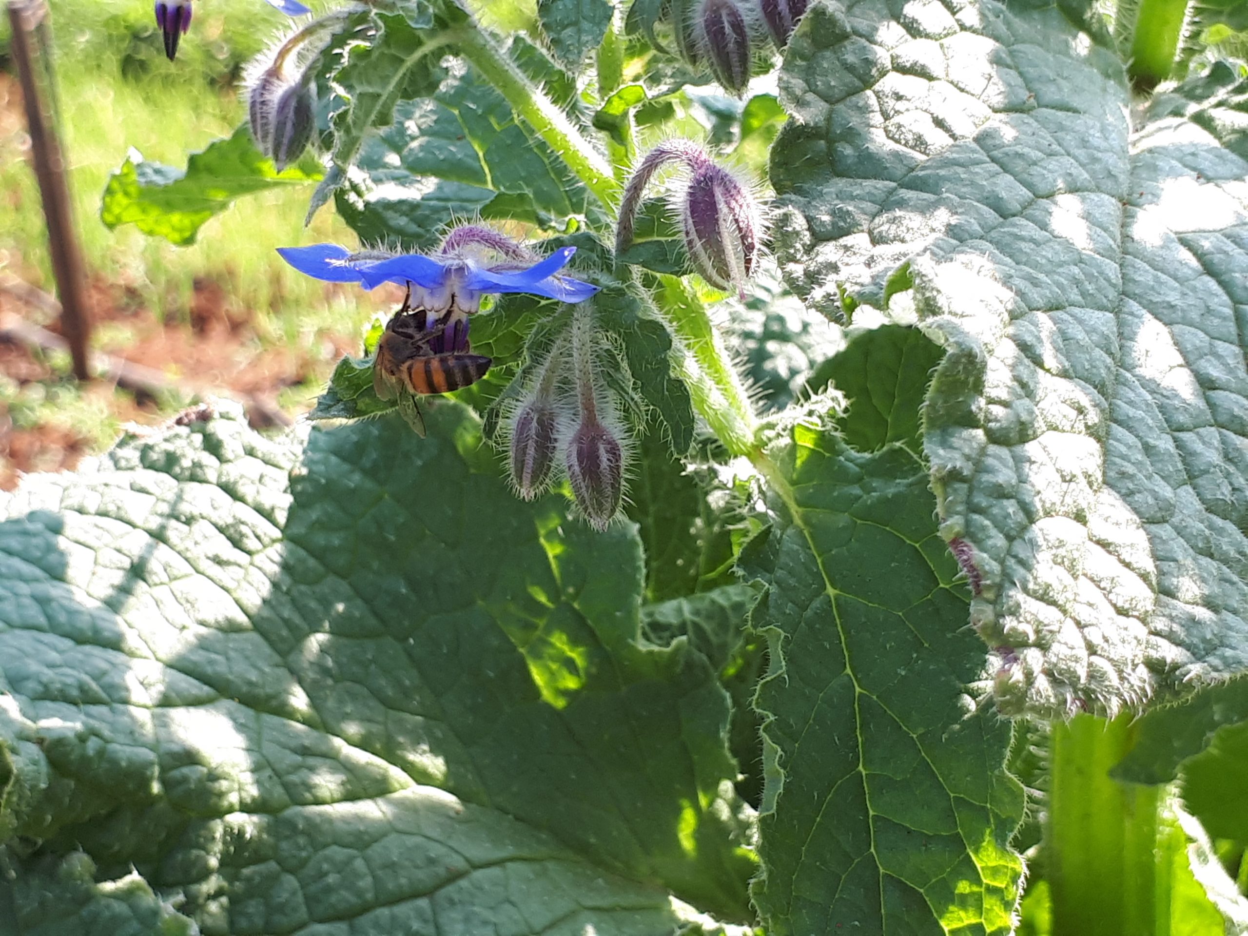 A honey bee feeding at a blue borage flower among broad leaves