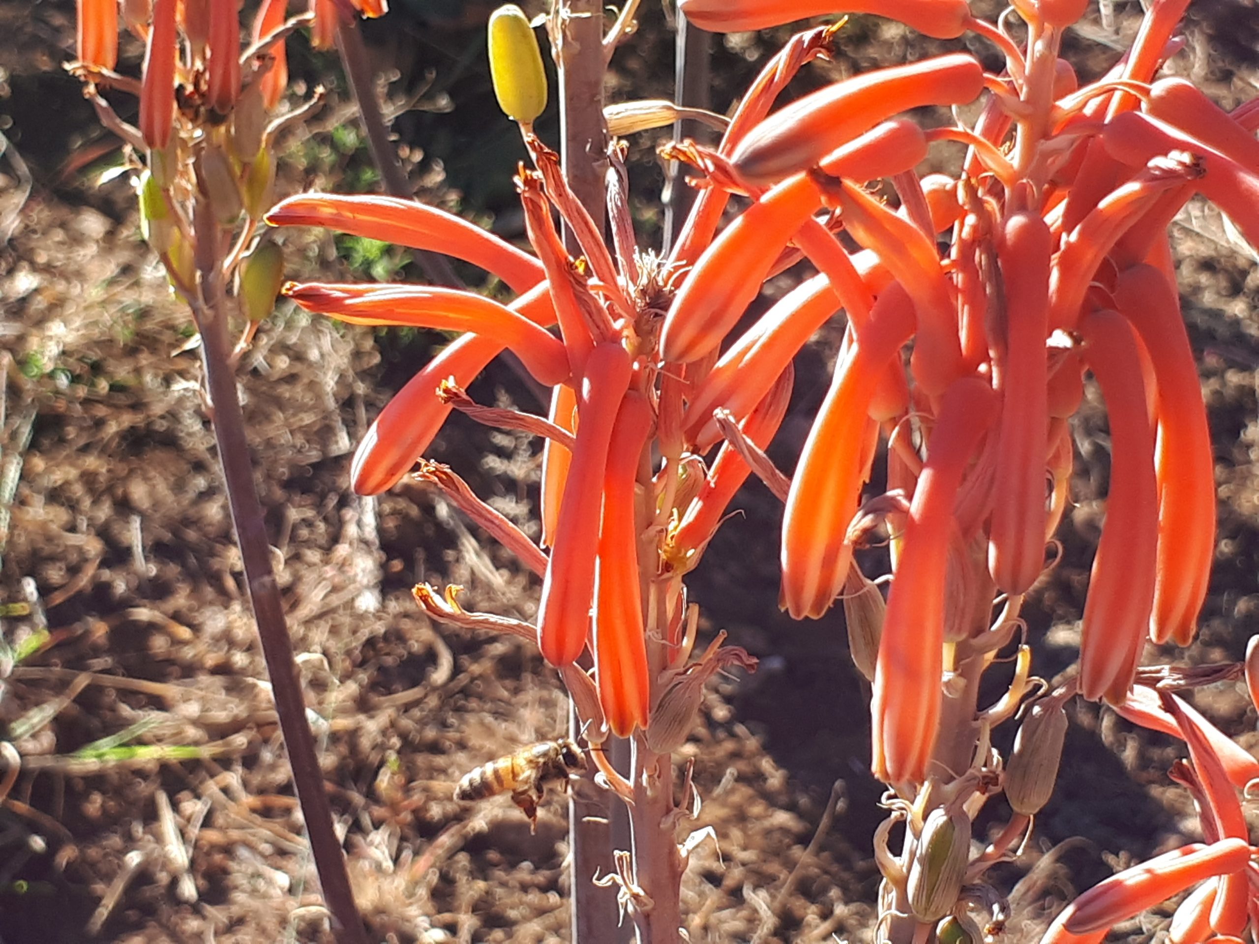A honey bee in flight beside an orange aloe flower spike