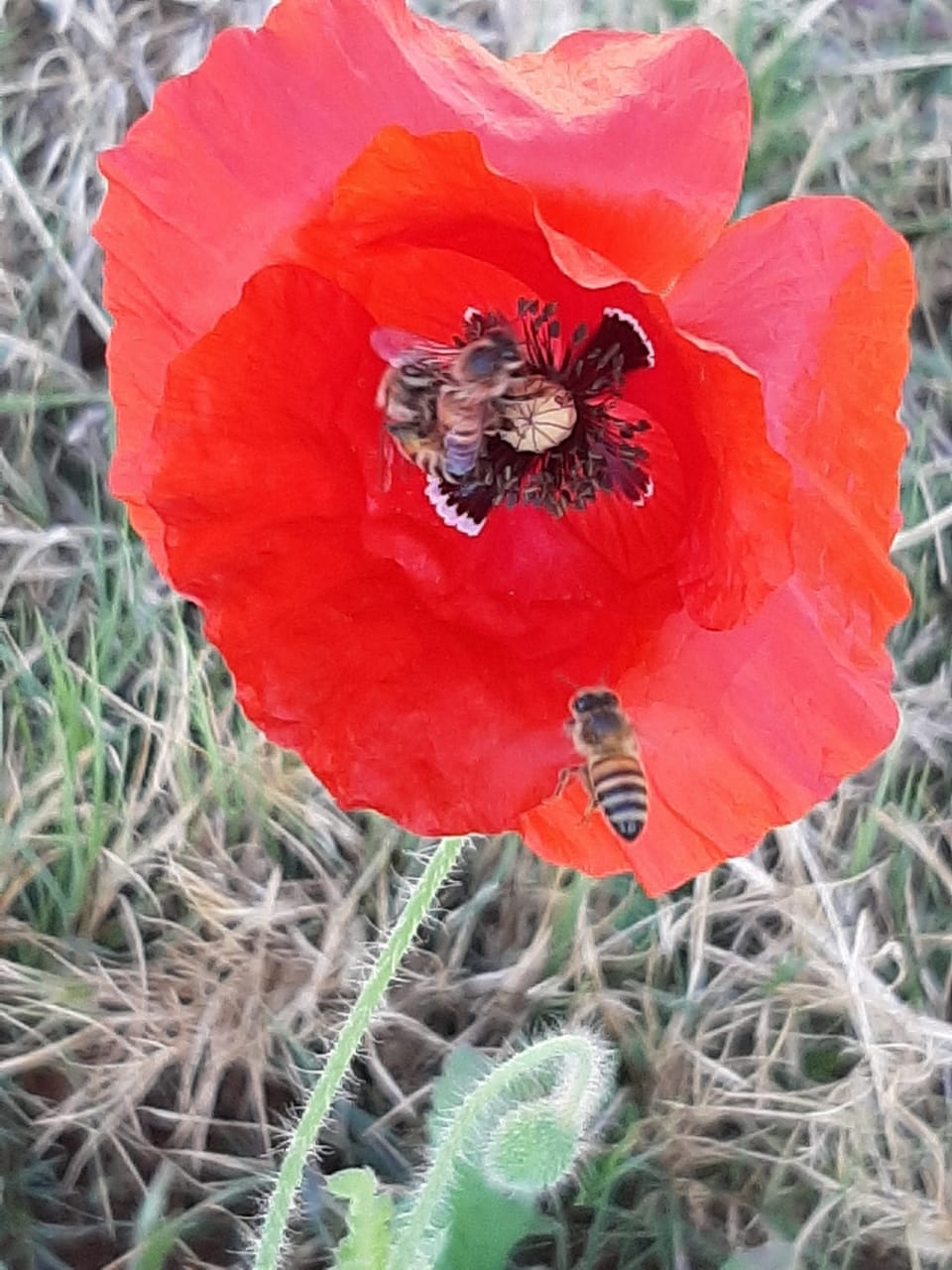 Honey bees working a bright red poppy in open grassland