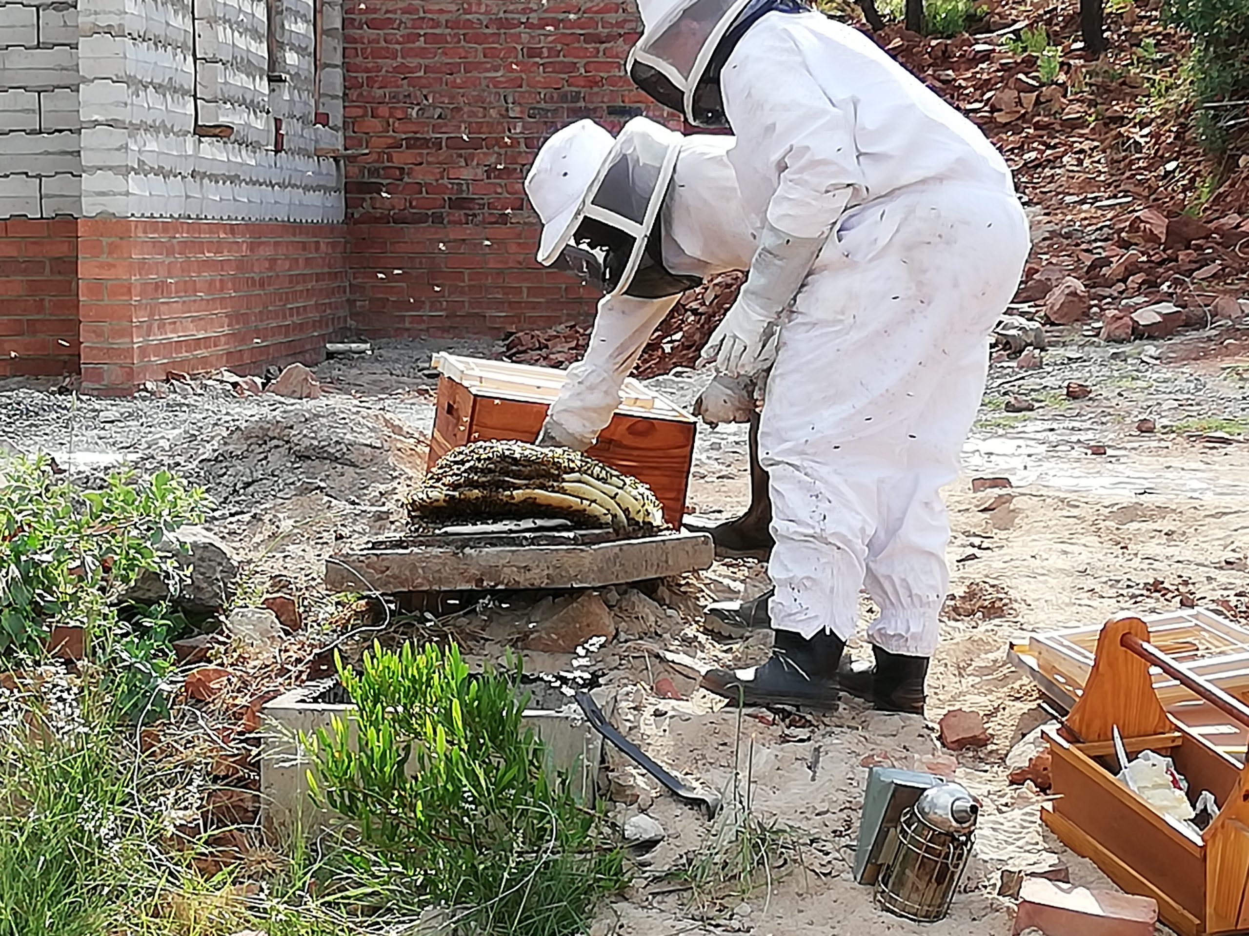A bee colony being removed and relocated alive