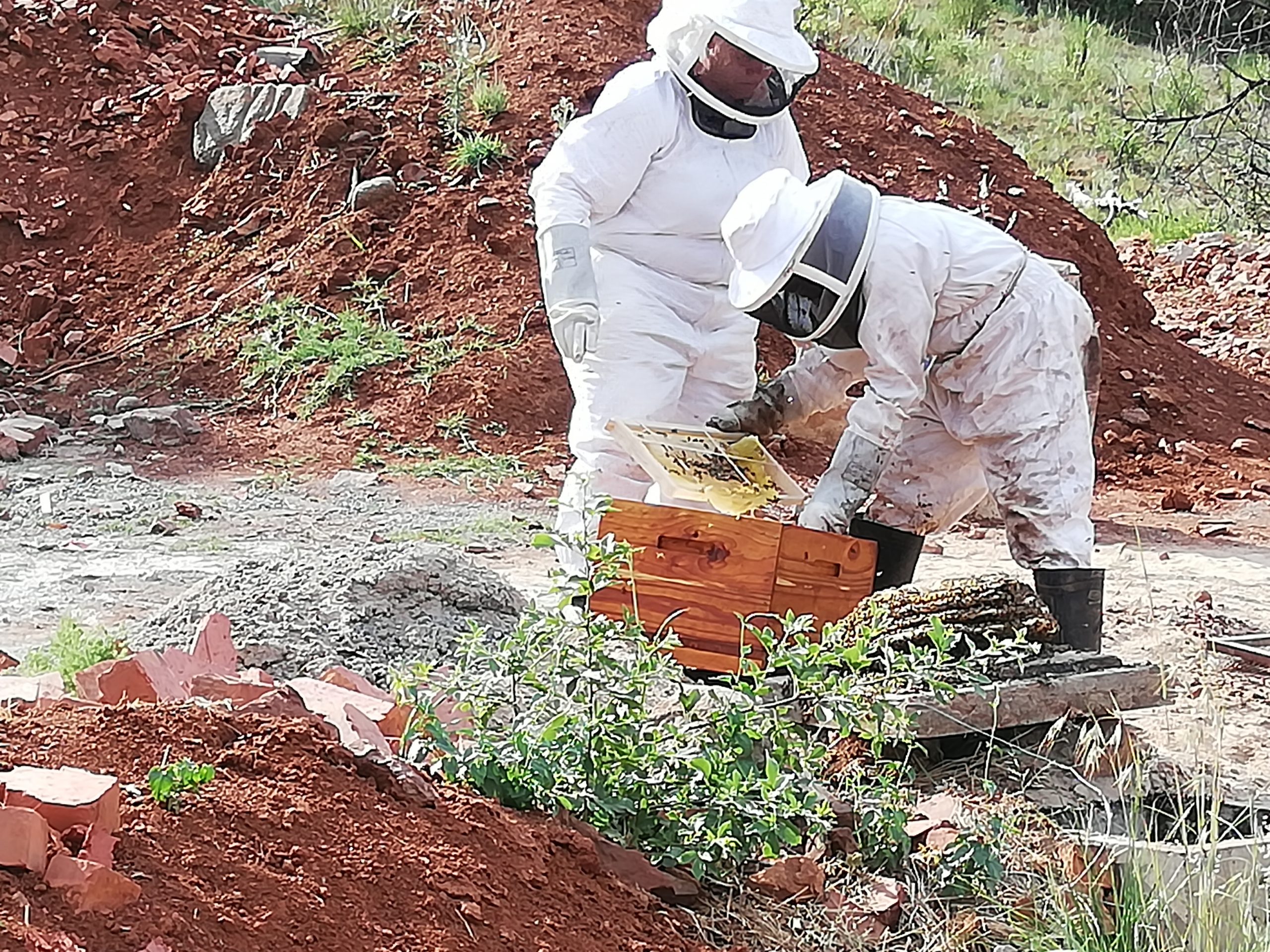 A bee colony being removed and relocated alive