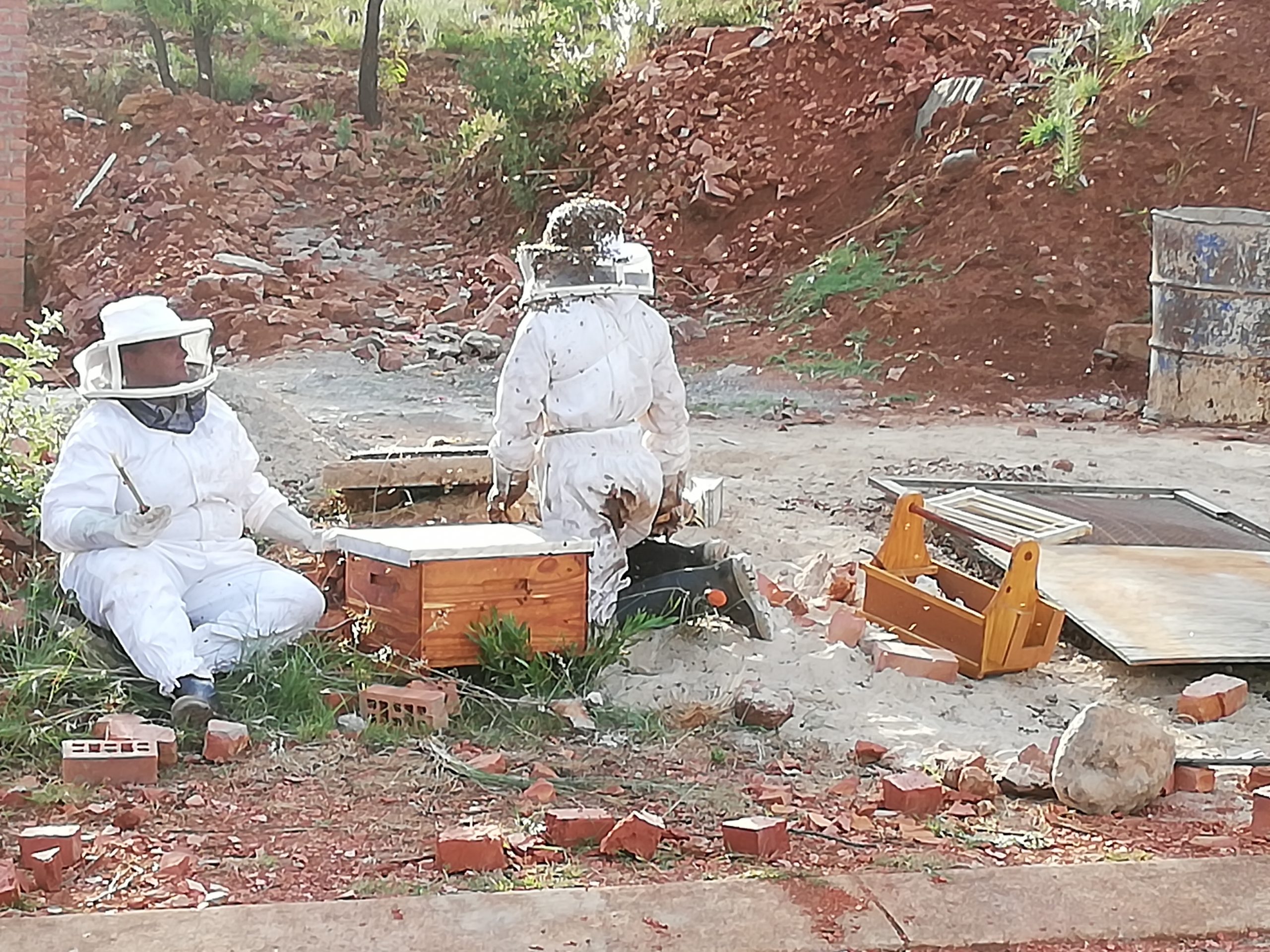 A bee colony being removed and relocated alive